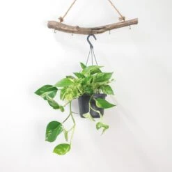 Scindapsus Marble Queen – Drakenklimop – ⌀17 Cm - ↕35-45 Cm -Bekend Tuinmeubelen Winkel 1636986460 0102