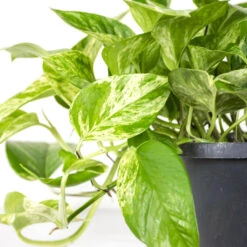 Scindapsus Marble Queen – Drakenklimop – ⌀17 Cm - ↕35-45 Cm -Bekend Tuinmeubelen Winkel 1636986460 0103