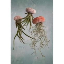 10x Tillandsia Mix - Luchtplantjes - Onderhoudsvriendelijk -Bekend Tuinmeubelen Winkel 1648858744 0102