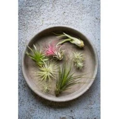 10x Tillandsia Mix - Luchtplantjes - Onderhoudsvriendelijk -Bekend Tuinmeubelen Winkel 1648858744 0103