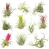 10x Tillandsia Mix - Luchtplantjes - Onderhoudsvriendelijk -Bekend Tuinmeubelen Winkel 1648858744