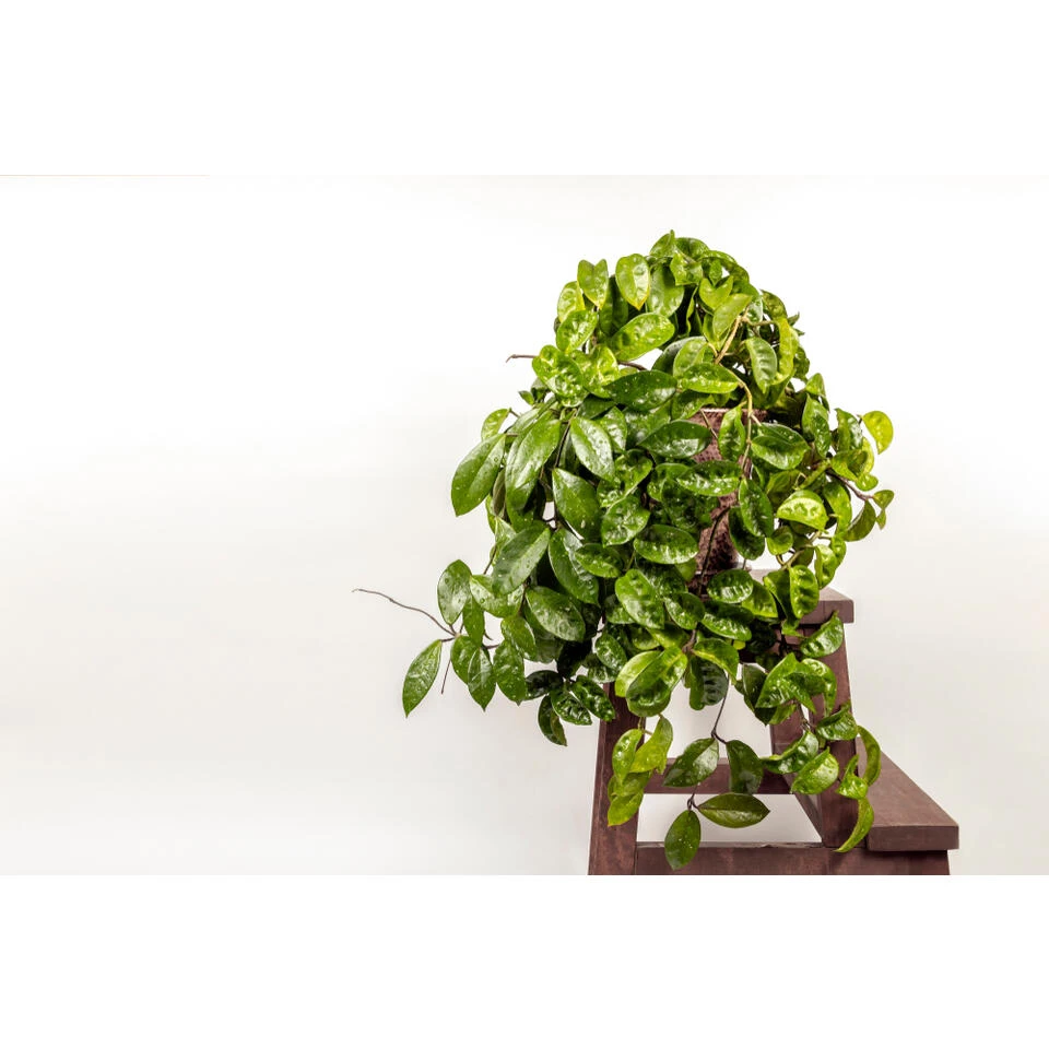 2x Hoya Krinkle P10.15 4 2x Hoya Krinkle P10.15 - Afbeelding 2