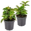 2x Hoya Krinkle P10.15 2 2x Hoya Krinkle P10.15 -Bekend Tuinmeubelen Winkel 1692893870