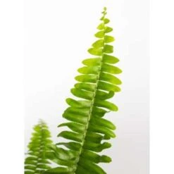 Nephrolepis Green Lady - Krulvaren In Hangpot - Pot 17 - ↕20 Cm 7 Nephrolepis Green Lady - Krulvaren In Hangpot - Pot 17 - ↕20 Cm -Bekend Tuinmeubelen Winkel 1718685725 0101