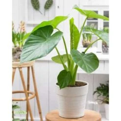 Olifantsoor - Alocasia 'Cucullata' Op Stam 2x - Pot 12 - ↕50 Cm -Bekend Tuinmeubelen Winkel 1767229323 0102