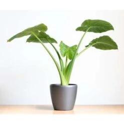 Olifantsoor - Alocasia 'Cucullata' Op Stam 2x - Pot 12 - ↕50 Cm -Bekend Tuinmeubelen Winkel 1767229323 0103