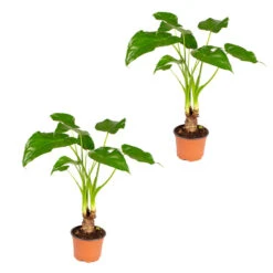 Olifantsoor - Alocasia 'Cucullata' Op Stam 2x - Pot 12 - ↕50 Cm