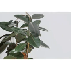 Rubberboom - Ficus 'Robusta' 2x - Pot 12 Cm - ↕35 Cm -Bekend Tuinmeubelen Winkel 1844928159 0102