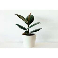 Rubberboom - Ficus 'Robusta' 2x - Pot 12 Cm - ↕35 Cm -Bekend Tuinmeubelen Winkel 1844928159 0103