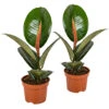 Rubberboom - Ficus 'Robusta' 2x - Pot 12 Cm - ↕35 Cm -Bekend Tuinmeubelen Winkel 1844928159