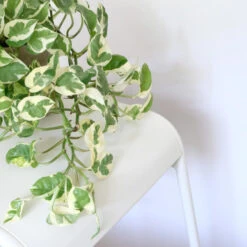 Scindapsus 'Marble Queen' In Hangpot 2x -Pot 17 Cm - ↕25 Cm 7 Scindapsus 'Marble Queen' In Hangpot 2x -Pot 17 Cm - ↕25 Cm -Bekend Tuinmeubelen Winkel 1926721739 0101