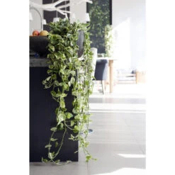 Scindapsus 'Marble Queen' In Hangpot 2x -Pot 17 Cm - ↕25 Cm 8 Scindapsus 'Marble Queen' In Hangpot 2x -Pot 17 Cm - ↕25 Cm -Bekend Tuinmeubelen Winkel 1926721739 0102