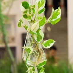 Scindapsus 'Marble Queen' In Hangpot 2x -Pot 17 Cm - ↕25 Cm 9 Scindapsus 'Marble Queen' In Hangpot 2x -Pot 17 Cm - ↕25 Cm -Bekend Tuinmeubelen Winkel 1926721739 0103