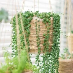 Senecio 'Rowleyanus' - Kruiskruid In Hangpot - Pot 17 - ↕20 Cm -Bekend Tuinmeubelen Winkel 1992848189 0102