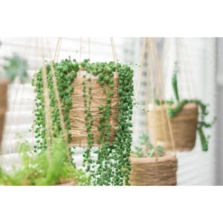 Senecio 'Rowleyanus' - Kruiskruid In Hangpot - Pot 17 - ↕20 Cm -Bekend Tuinmeubelen Winkel 1992848189 0103