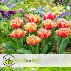 Tulipa Brisbane - Bloem Bollen X10 - Tulp - Roze -Bekend Tuinmeubelen Winkel 24a543446b354224977840e221f4ec6c
