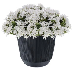 Prosperplast Plantenpot/bloempot - Kunststof - Antraciet - D19,5 X H17 Cm -Bekend Tuinmeubelen Winkel 27f29c29ca1b4ea5a741a90b811f5c70