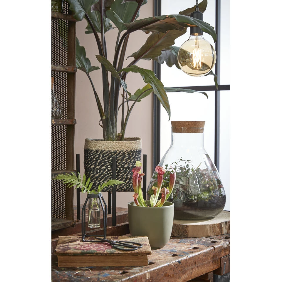 Mica Decorations Bonaparte Mand Voor Planten Ø18 Cm 6 Mica Decorations Bonaparte Mand Voor Planten Ø18 Cm - Afbeelding 4