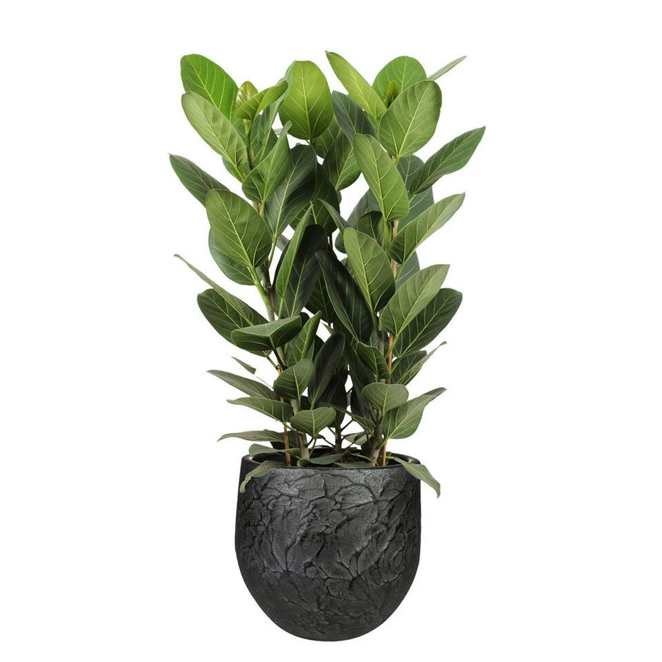 Steege Plantenpot - Antiek Look - Keramiek - Zwart - 18 X 16 Cm 4 Steege Plantenpot - Antiek Look - Keramiek - Zwart - 18 X 16 Cm - Afbeelding 2