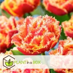 Tulipa Brisbane - Bloem Bollen X10 - Tulp - Roze -Bekend Tuinmeubelen Winkel 611c66125c684f808d76d1d25d35dc06