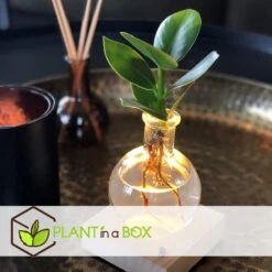 Plant In A Box - Mini-clusia Met LED-verlichting - Hydroponie - Plant In Water -Bekend Tuinmeubelen Winkel 8eb1c5bb2c1149c4afac52e18b8ee13e