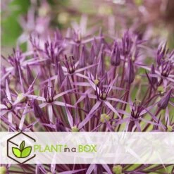 Allium Christophii X30 - Bloembollen - Sierui Paars -Bekend Tuinmeubelen Winkel a808b2fbc423471f8176da282a765580