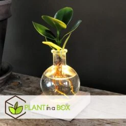 Plant In A Box - Mini-clusia Met LED-verlichting - Hydroponie - Plant In Water -Bekend Tuinmeubelen Winkel aa5ec47cce6d4e0cac3731e62d6778f1