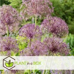 Allium Christophii X30 - Bloembollen - Sierui Paars -Bekend Tuinmeubelen Winkel ebb869ec28ff4290ba61750e80509e68